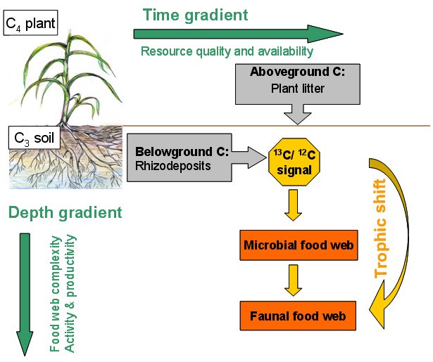 Figure carbon flow