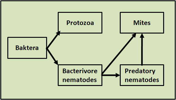 Logo nematode food chain