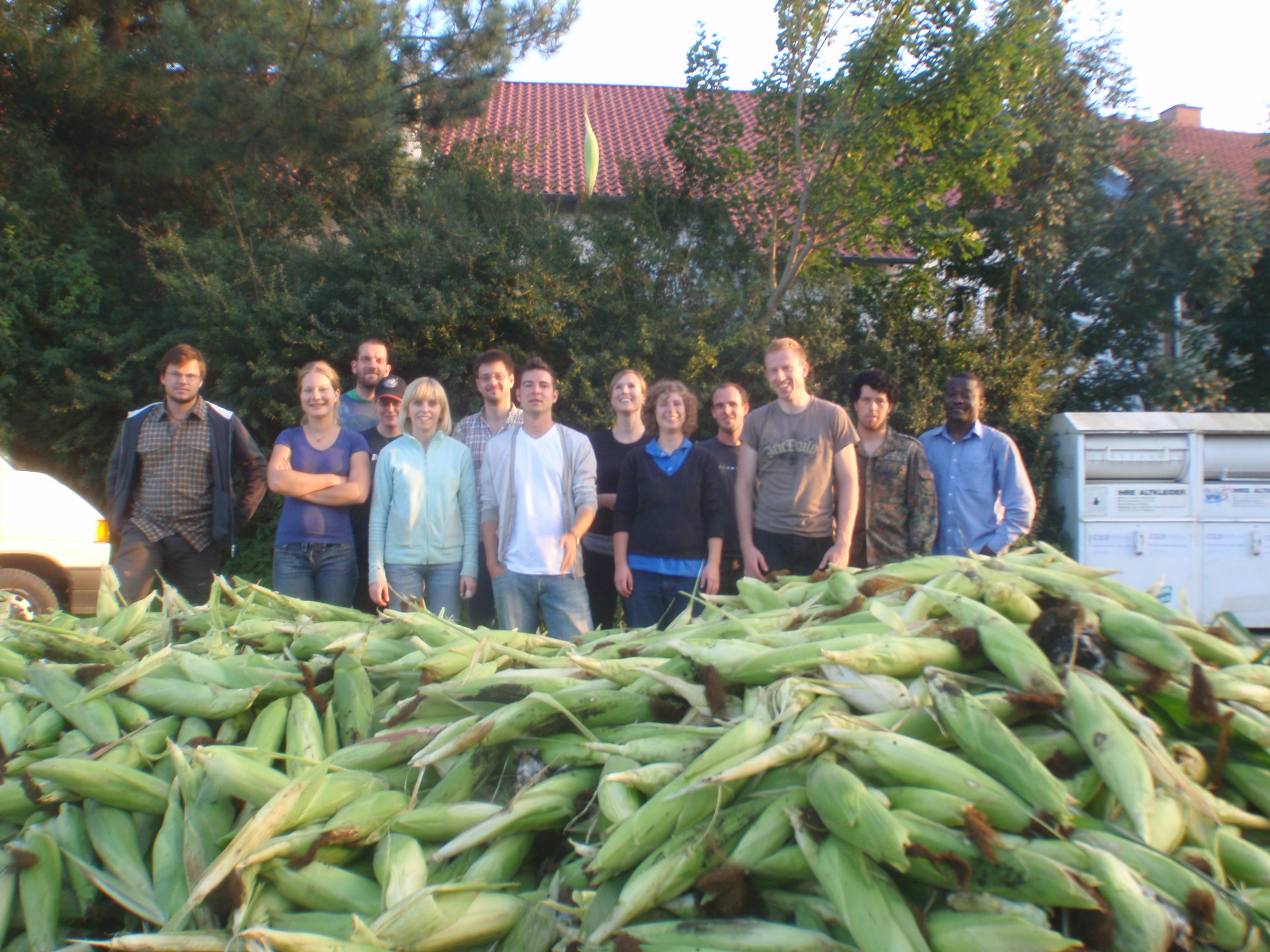 Maize harvest