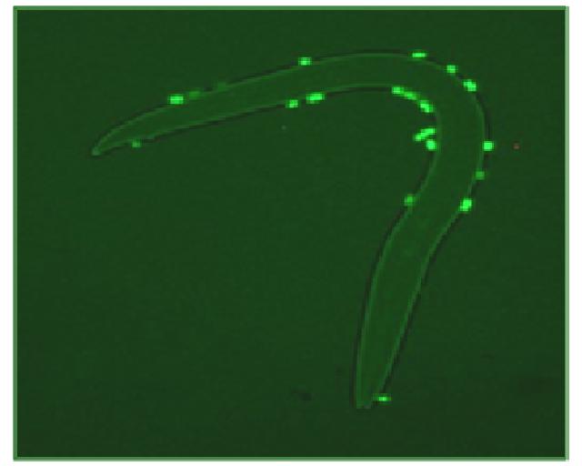 Nematode Vector