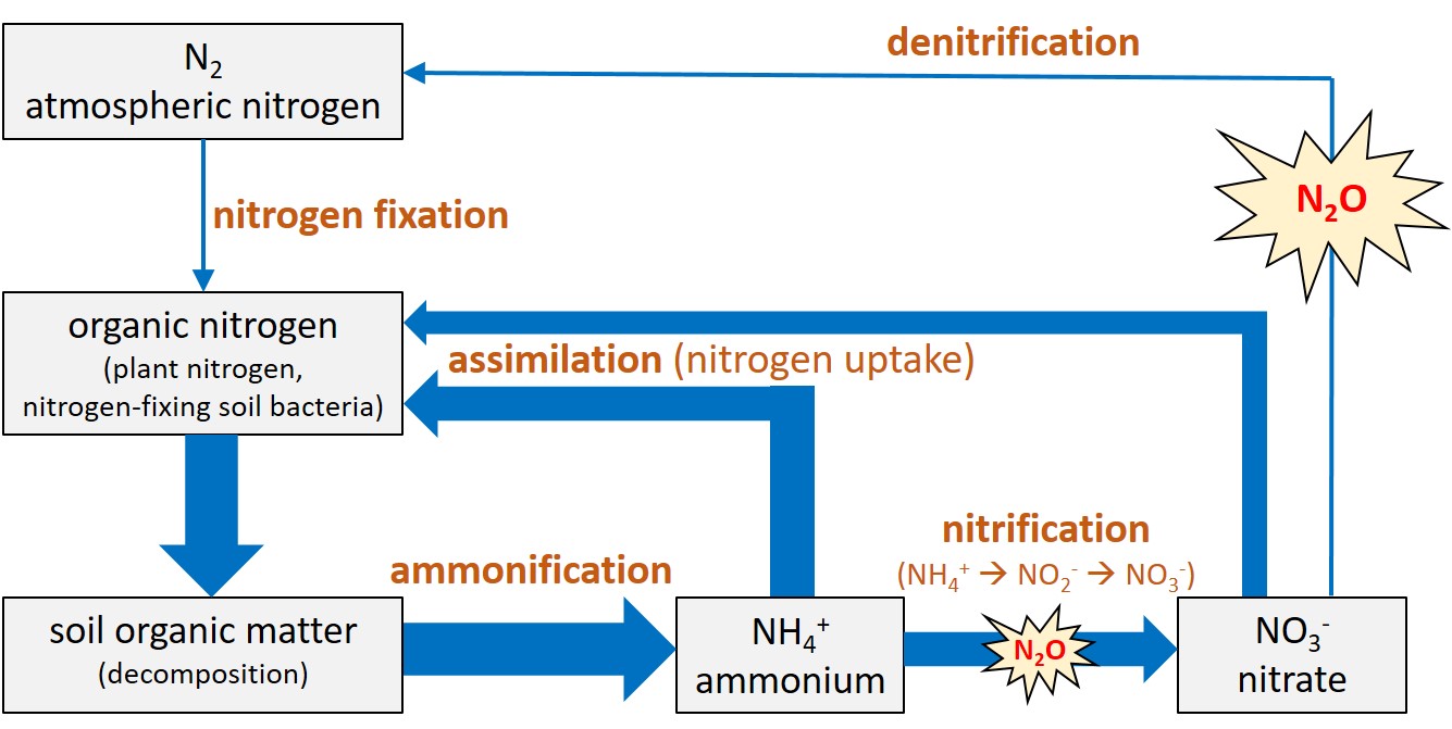 nitrogen cycle final