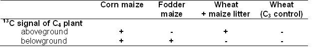 Table maize