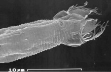 nematode nematode