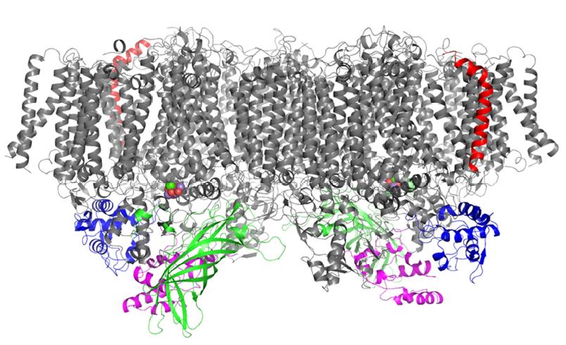 Hellmich overall structure_2.44A_2014.jpg