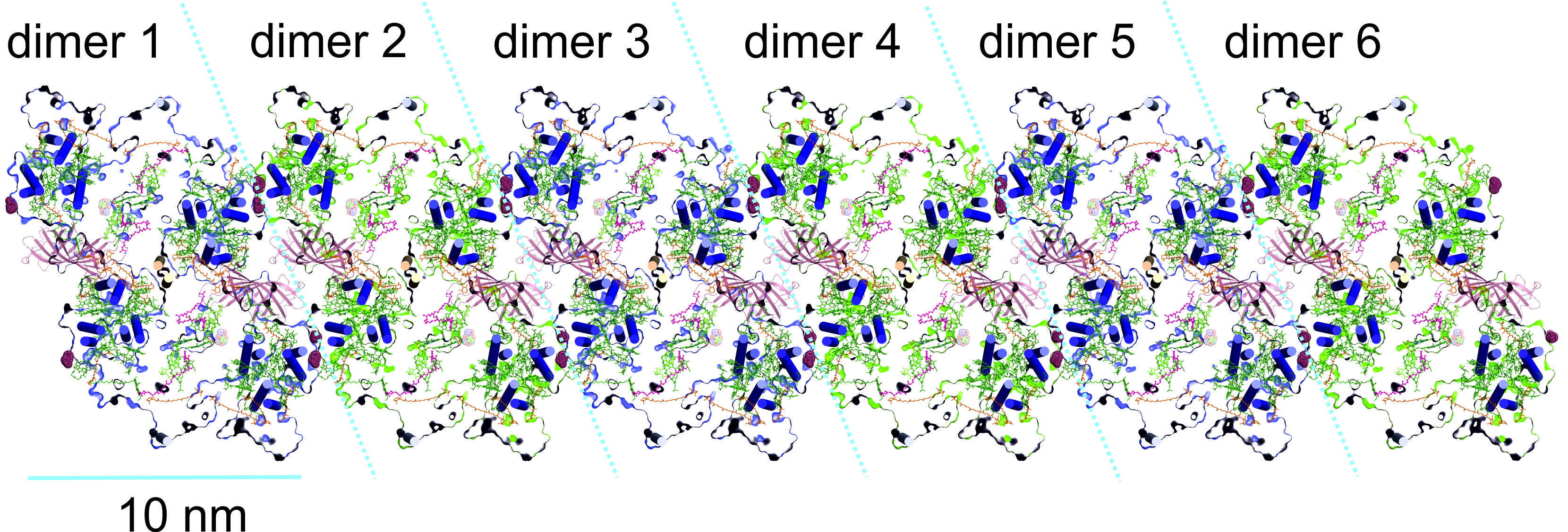 PSII Dimer 2.44A.