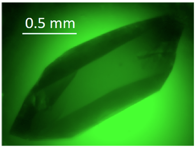 Figure 2 Single macrocrystal of dimeric PSIIcc obtained by macroseeding (Hussein et al, Cryst.Growth Des., 2017).