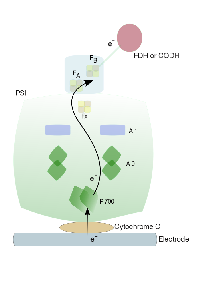 A schematic representation of electrode coupling with Cyt C-PSI-FDH or -CODH to generate chemical substances.png