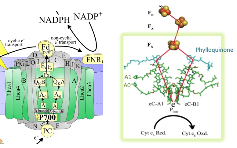 Arrangement of co-factors involved in electron transfer in PSI reaction center.png