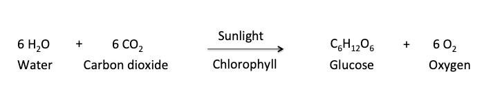 Chemical equation of photosynthesis.png