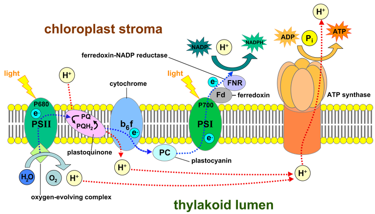 Schematic view of electron transport via the PSII and PSI protein.png
