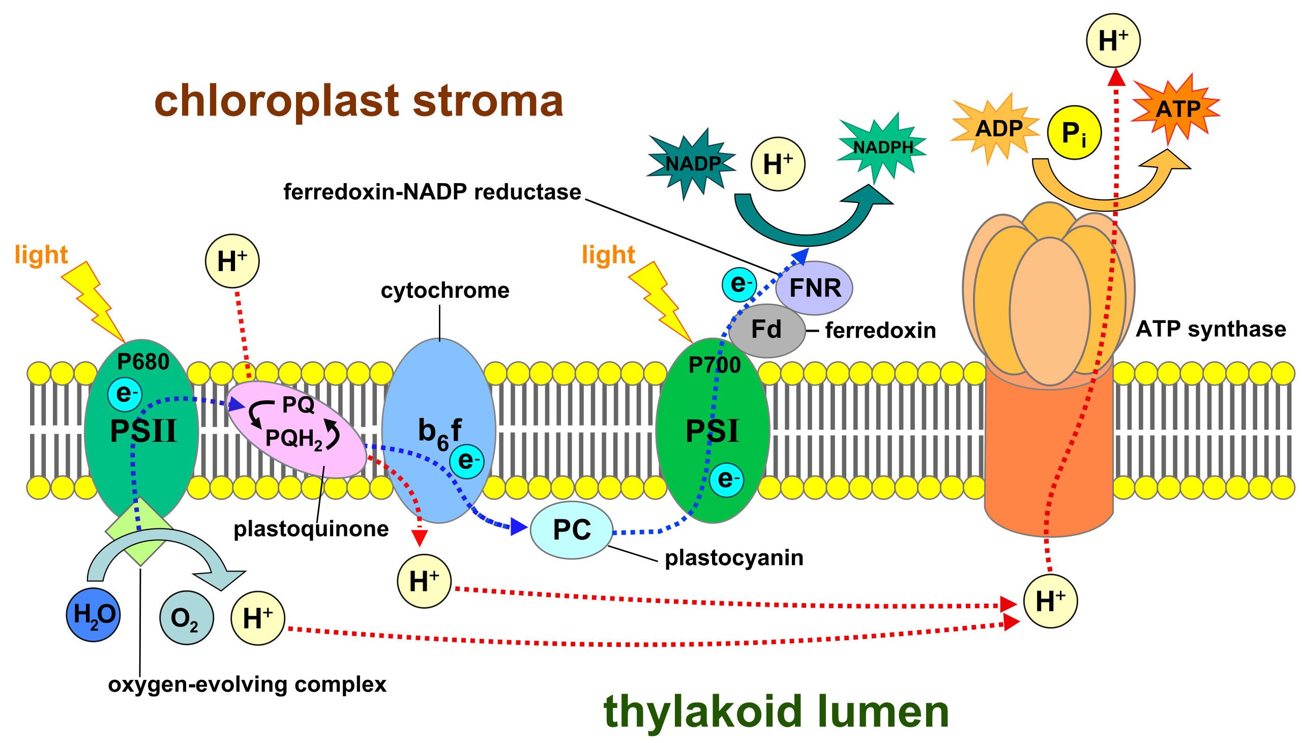Schematic view of electron transport via the PSII and PSI protein.png