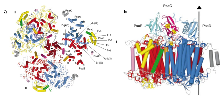 Structural model of PSI trimer at 2.5Å resolution..png