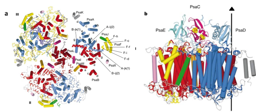 Structural model of PSI trimer at 2.5Å resolution..png