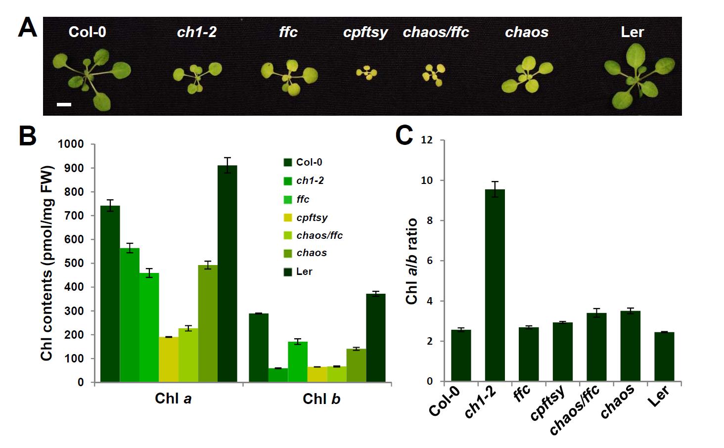 Characterization of chlorina and cpSRP-deficient mutants