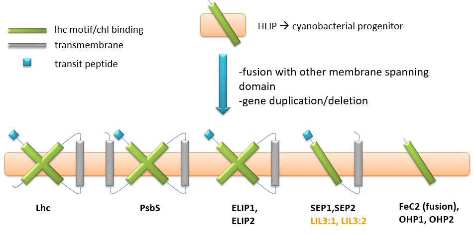 LHC superfamily proteins