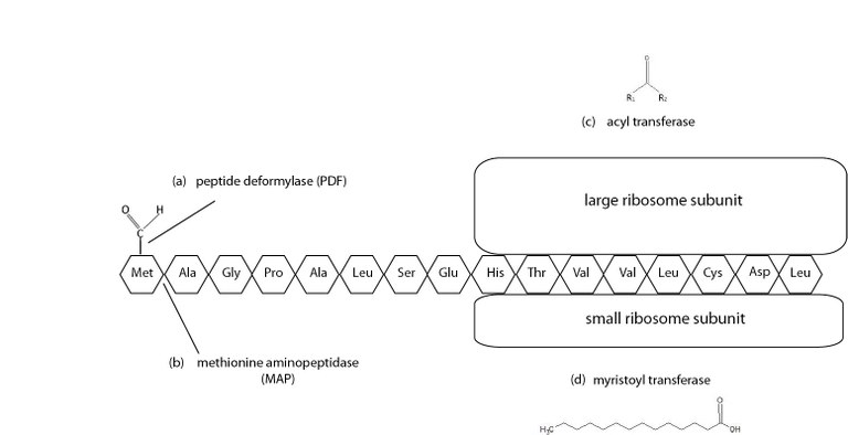 N-terminal protein