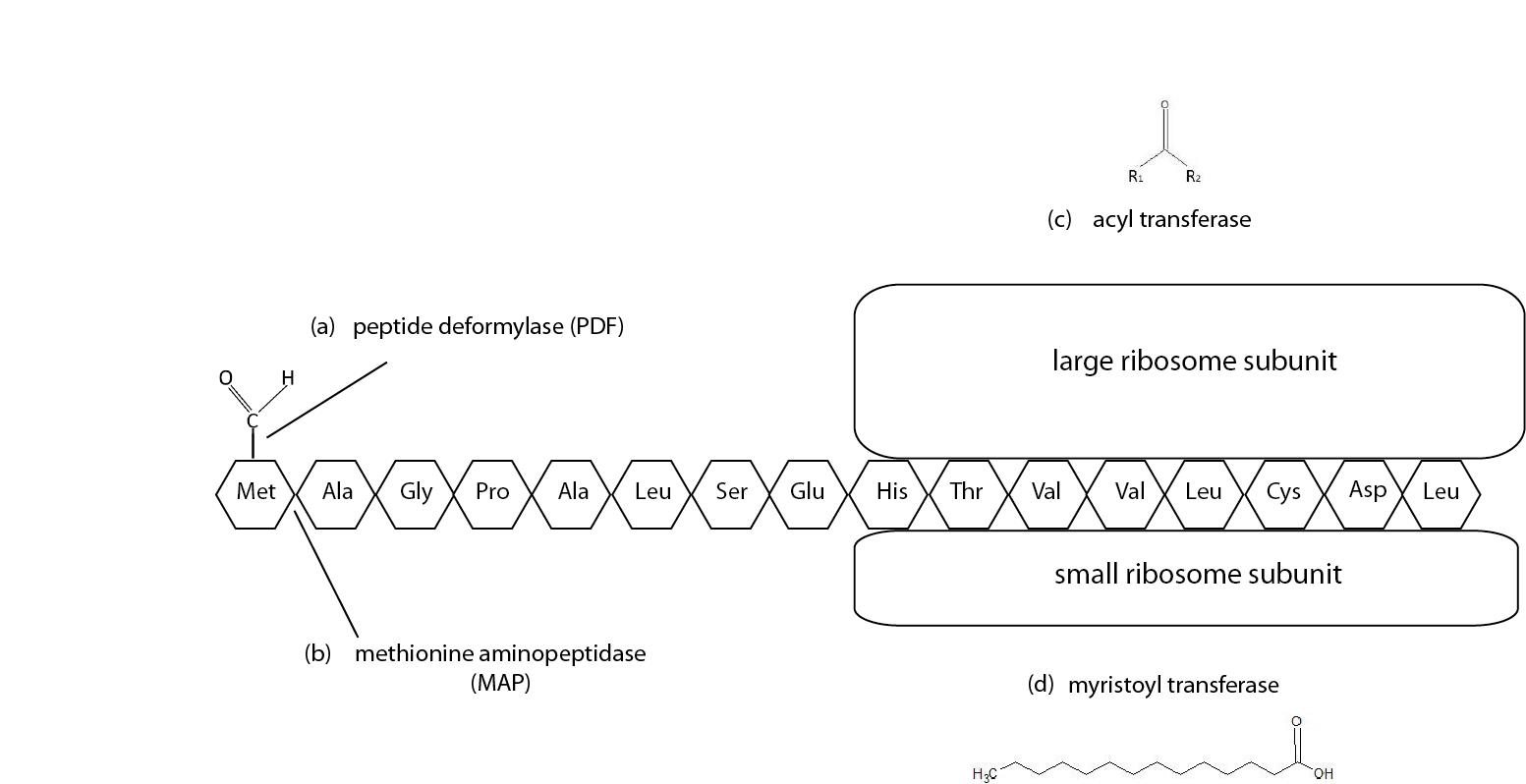 N-terminal protein