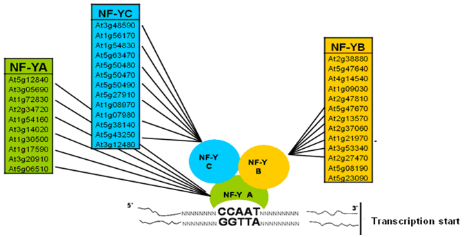 Figure 14 NFY