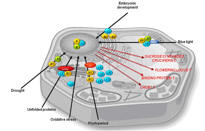 Figure 16 NFY 3