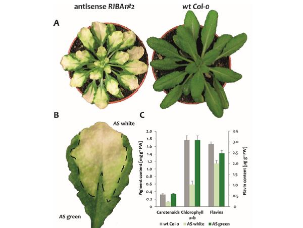 Arabidopsis wild-type and RIBA1-antisense lines 