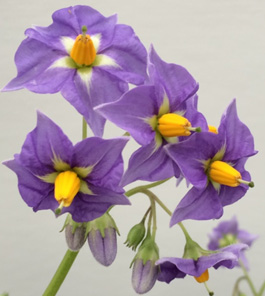 potato flowers