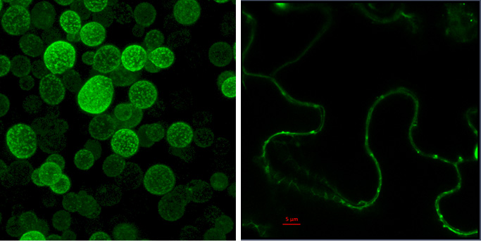 StSUT1 GFP in yeast and plants