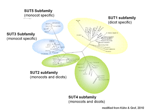 SUT family