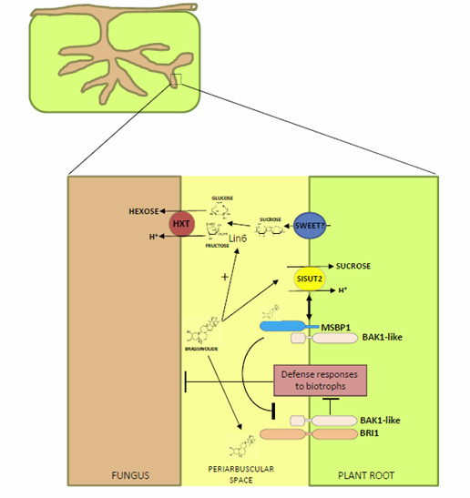 SUT2 in mycorrhiza