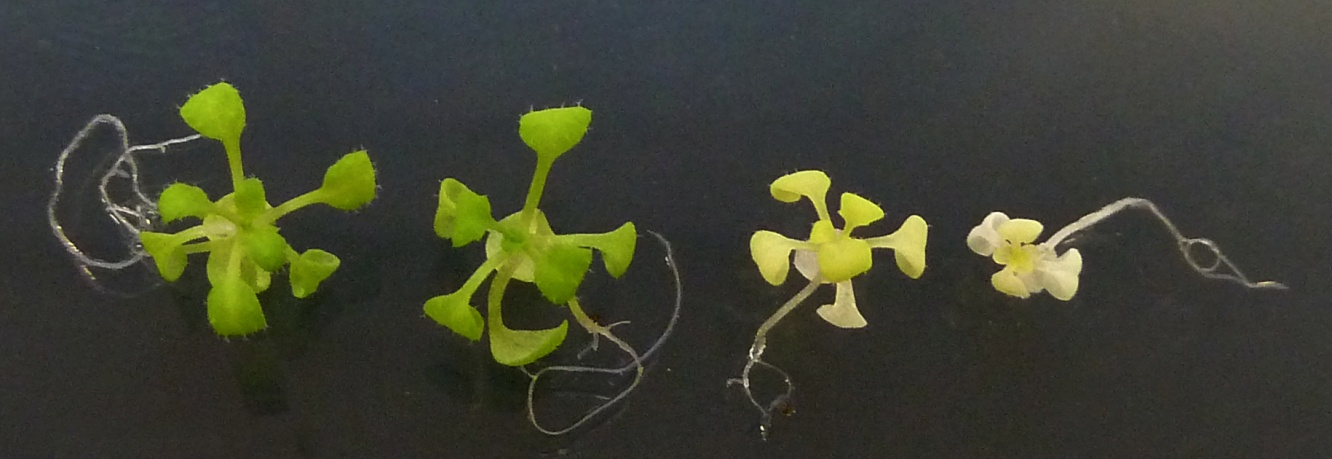 Arabidopsis hema mutants