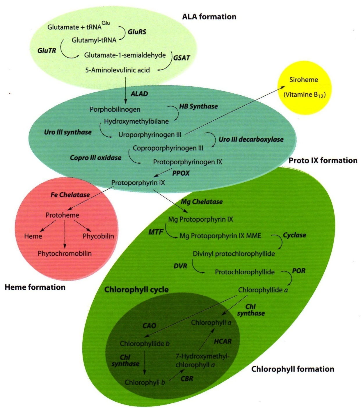 Biochemical pathway of plant tetrapyrrole biosynthesis