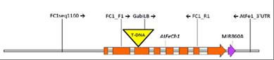 Arabidopsis gene encoding fc1