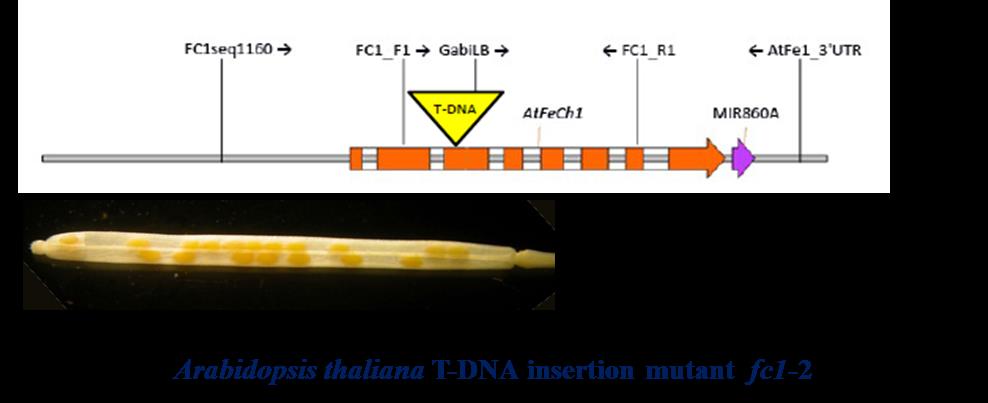 Arabidopsis thaliana T-DNA insertion mutant