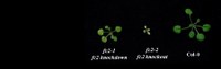 two different fc2 mutants