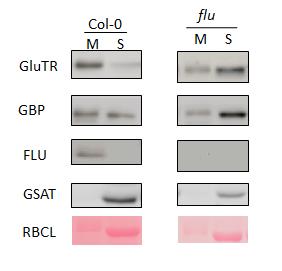 GluTR and FLU