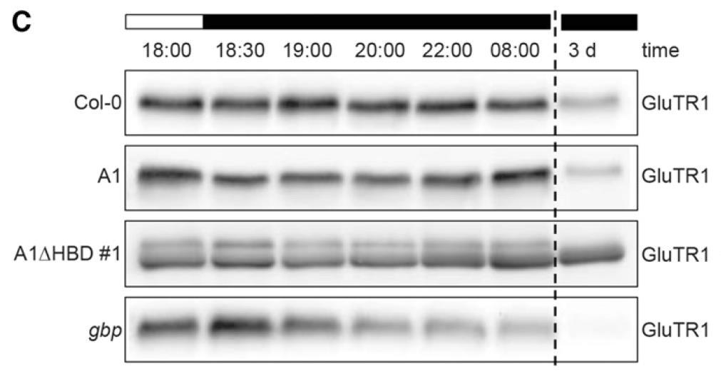 GluTR1 Schema