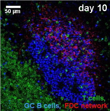 tcells