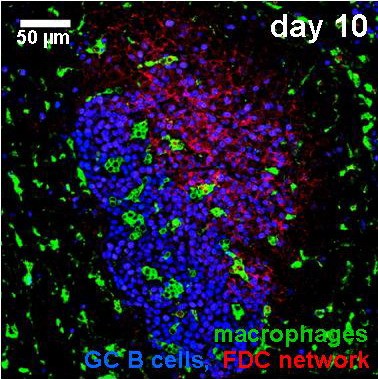 macrophages