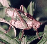 Heuschrecke Tettigonia