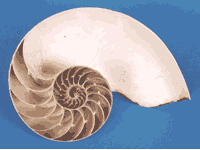 Halbiertes Nautilus-Gehäuse