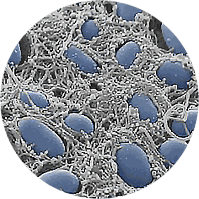 circle-infbio-transparent-400x400.png