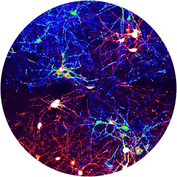 circle-neurobio-transparent-360x360.png