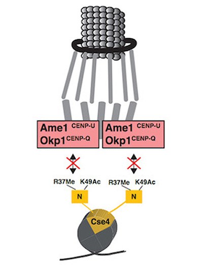 prof-ehrenhofer_cellbio_from-publication.jpg