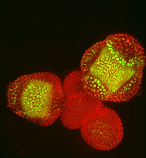 prof-kaufmann_plantcellmolbio_from-ifb-brosch.jpg