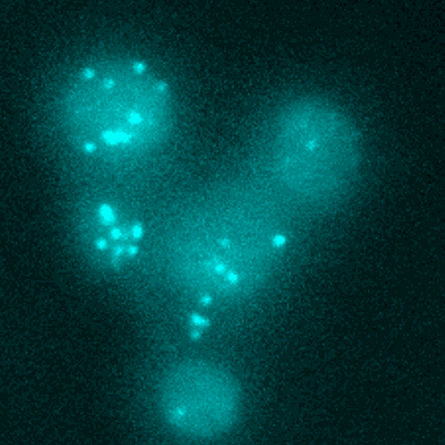 prof-klipp_theoretbiophys_p5single2_500px.png