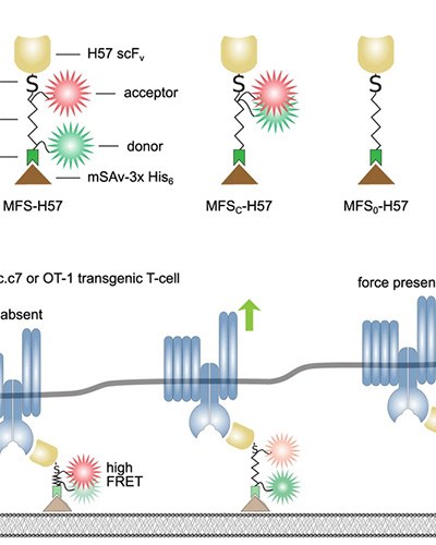 prof-klotzsch_experimbiophys_from-website-publ.jpg