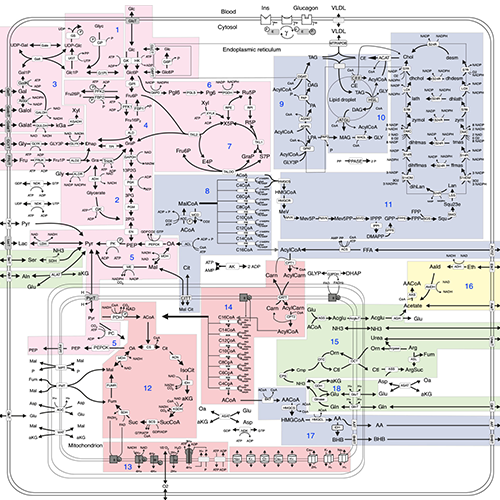 prof-koenig_hepatokin-von-webseite_500px.png