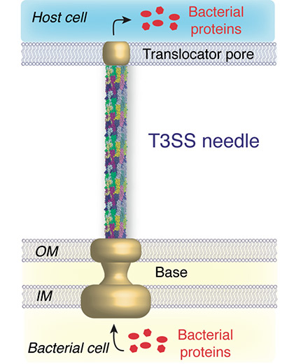 prof-lange_structdynbiomol_from-ifb-brosch.jpg