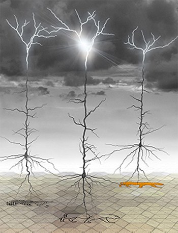 prof-larkum_neuronal-plasticity.jpg