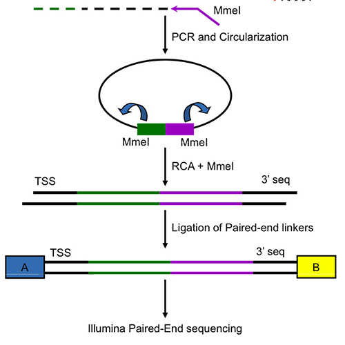 prof-ohler_compreggenomics-procedure_von-website_500px.png