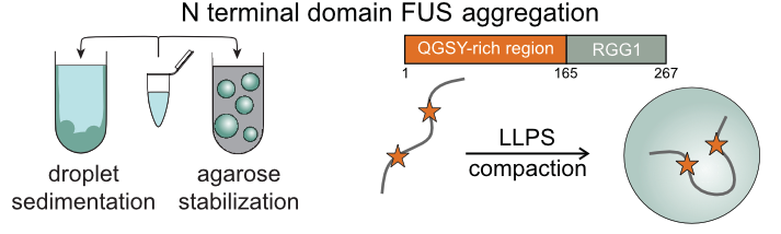 N Terminal domain FUS aggregation